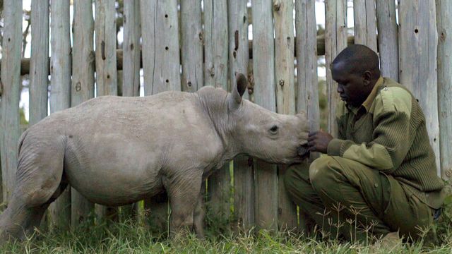 Vignette du programme télé Le dernier rhinocéros blanc