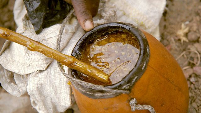 Vignette du programme télé Les maîtres des abeilles