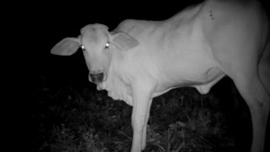 Vignette du programme télé Jaguars