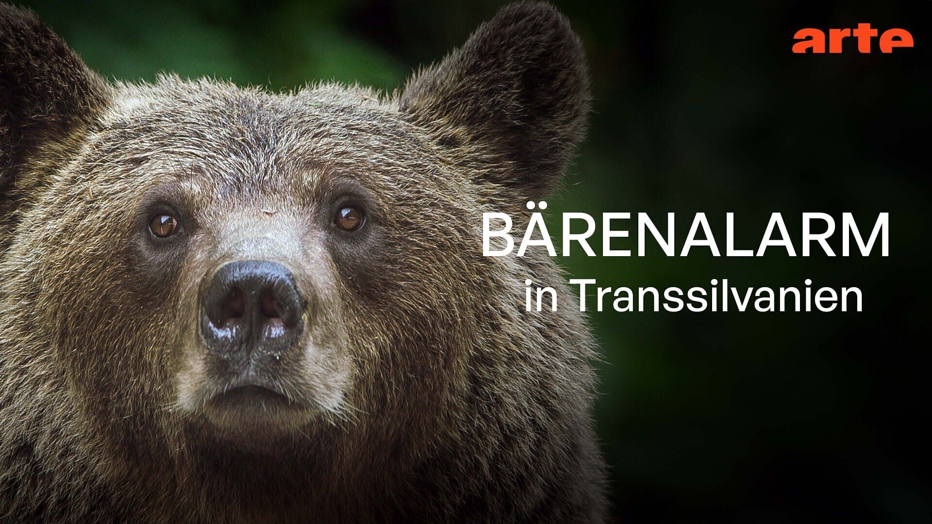 Vignette du programme télé Alerte aux ours en Transylvanie