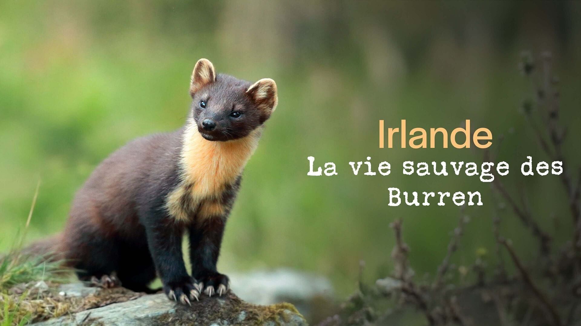 Vignette du programme télé Natura Europa