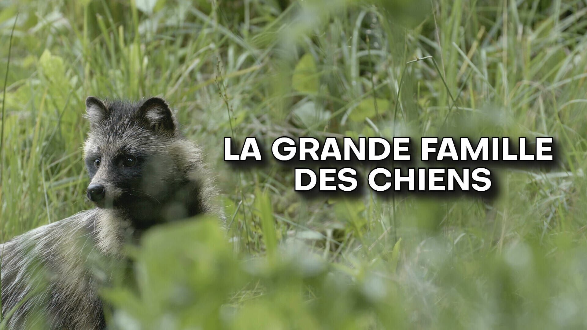 Vignette du programme télé La grande famille des chiens