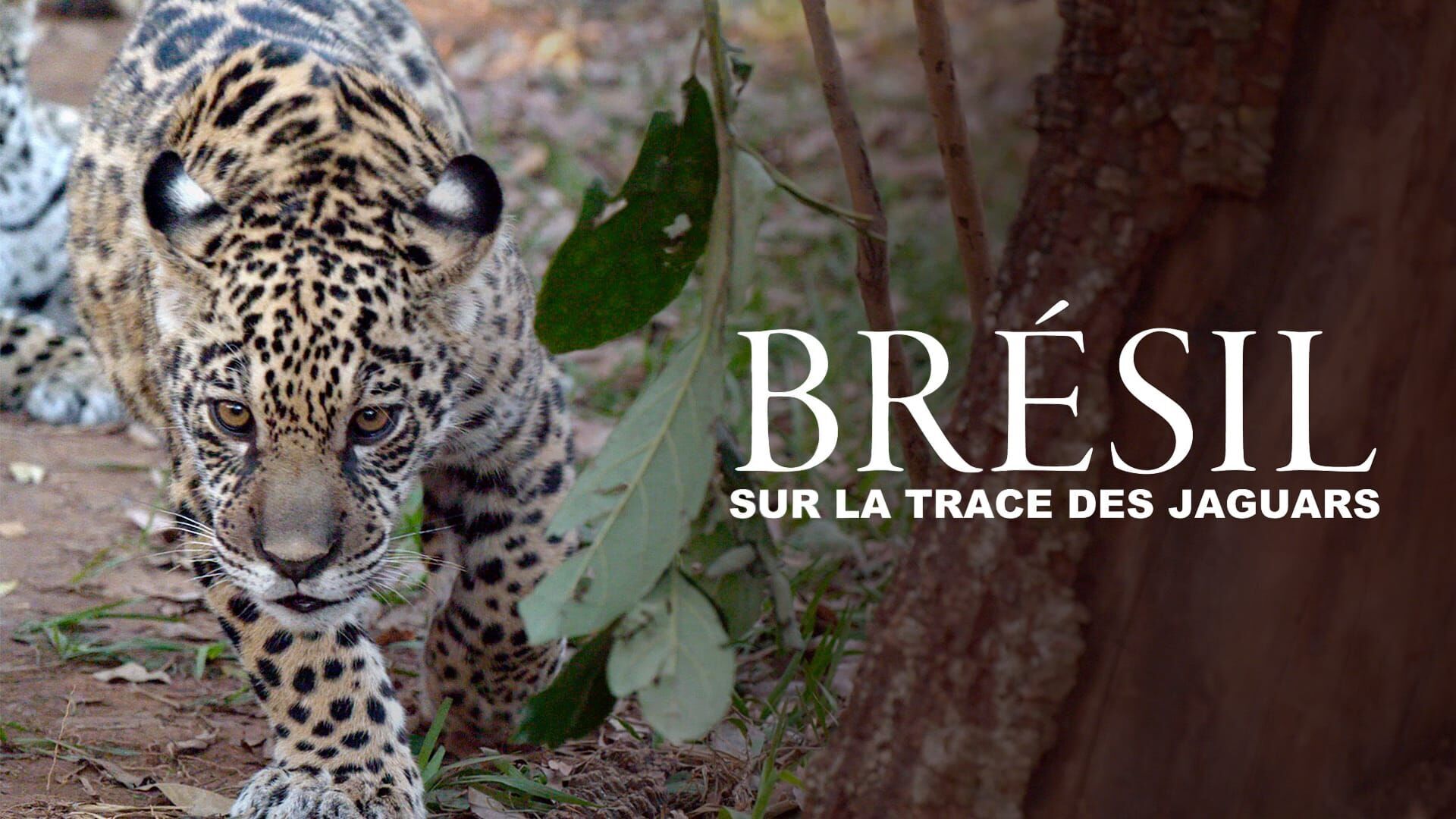 Vignette du programme télé Brésil, sur la piste des jaguars