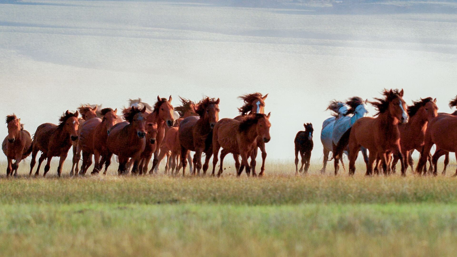 Vignette du programme télé Une année sauvage autour de la Terre