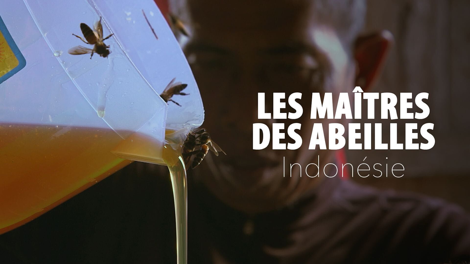 Vignette du programme télé Les maîtres des abeilles