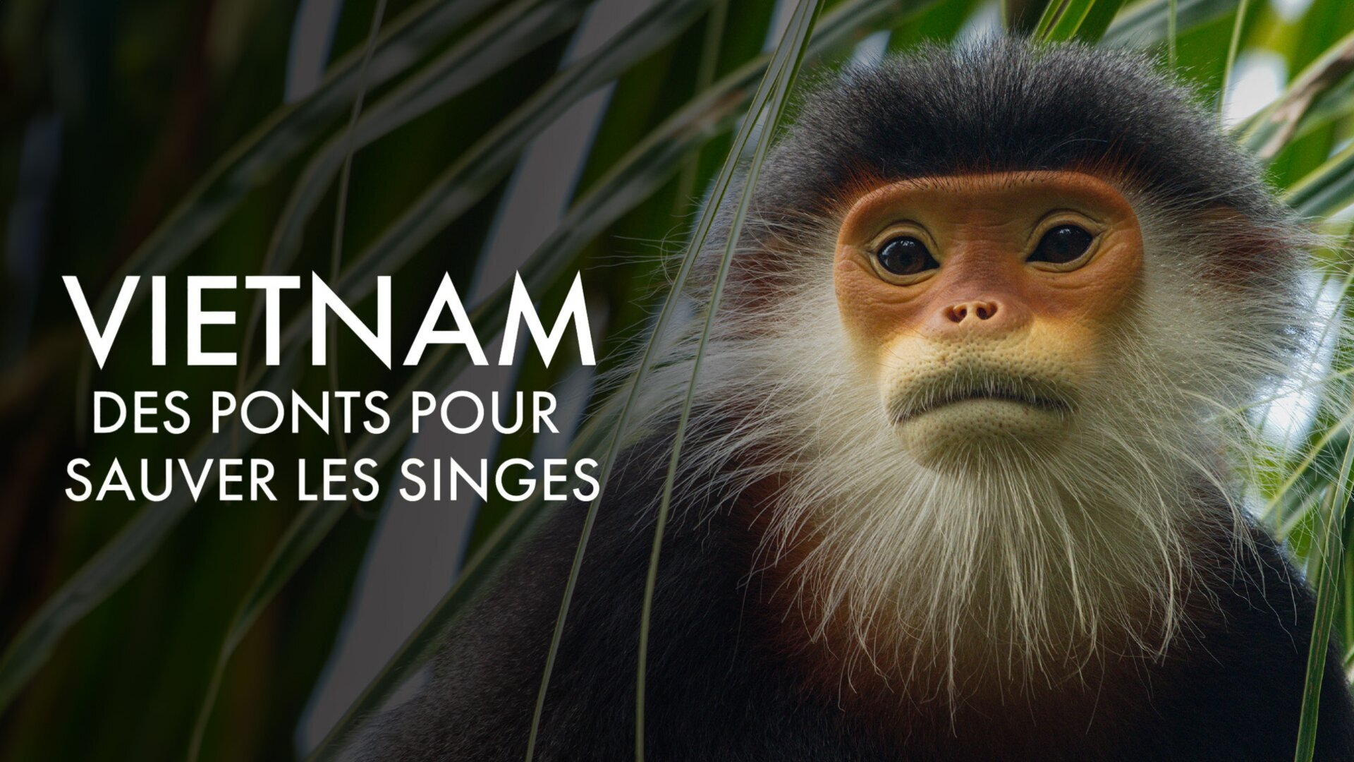Vignette du programme télé Vietnam, des ponts pour sauver les singes