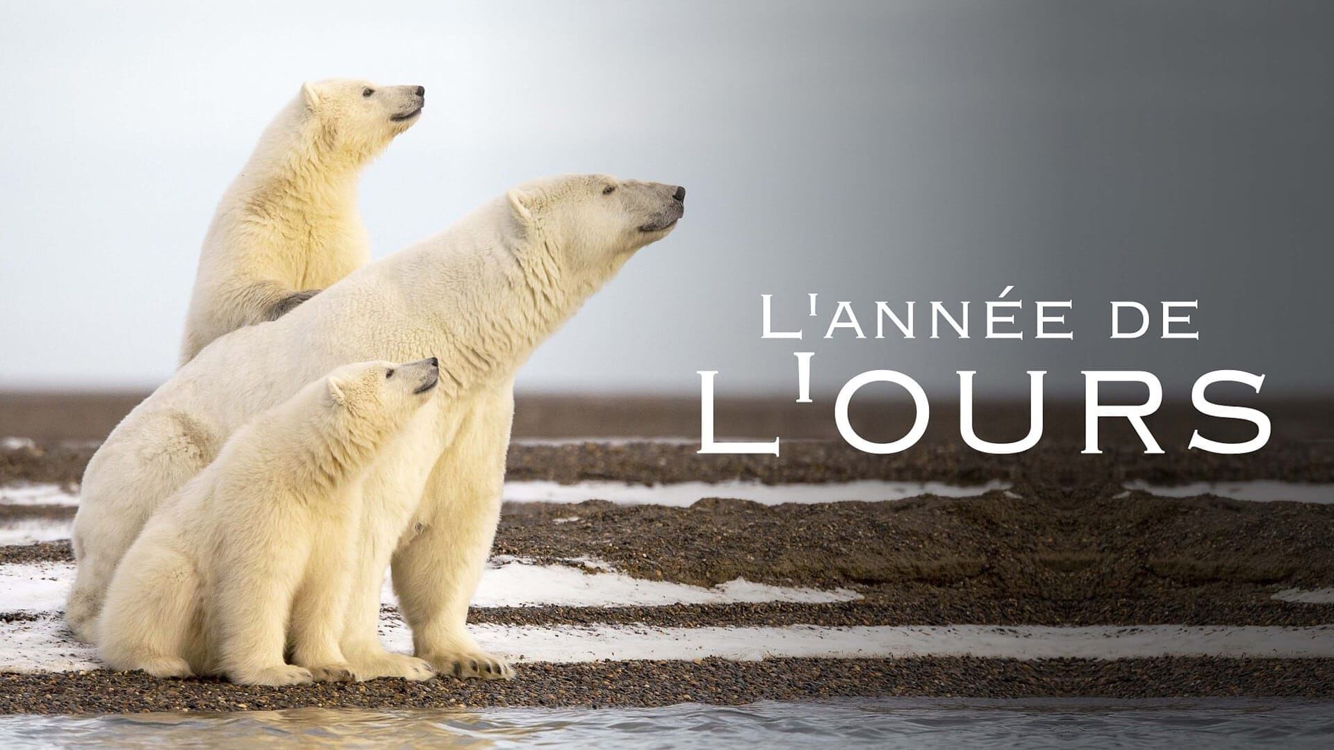 Vignette du programme télé L'année de l'ours