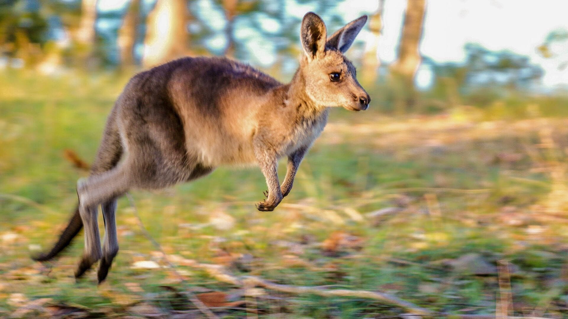 Vignette du programme télé Une année sauvage autour de la Terre