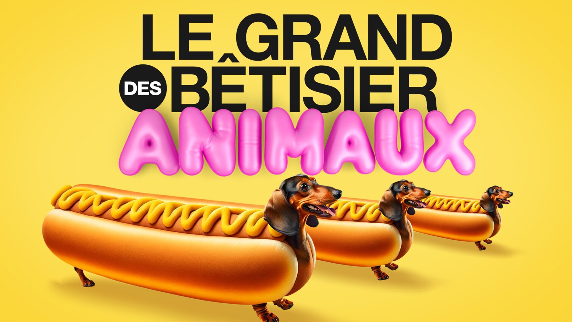 Vignette du programme télé Le grand bêtisier des animaux