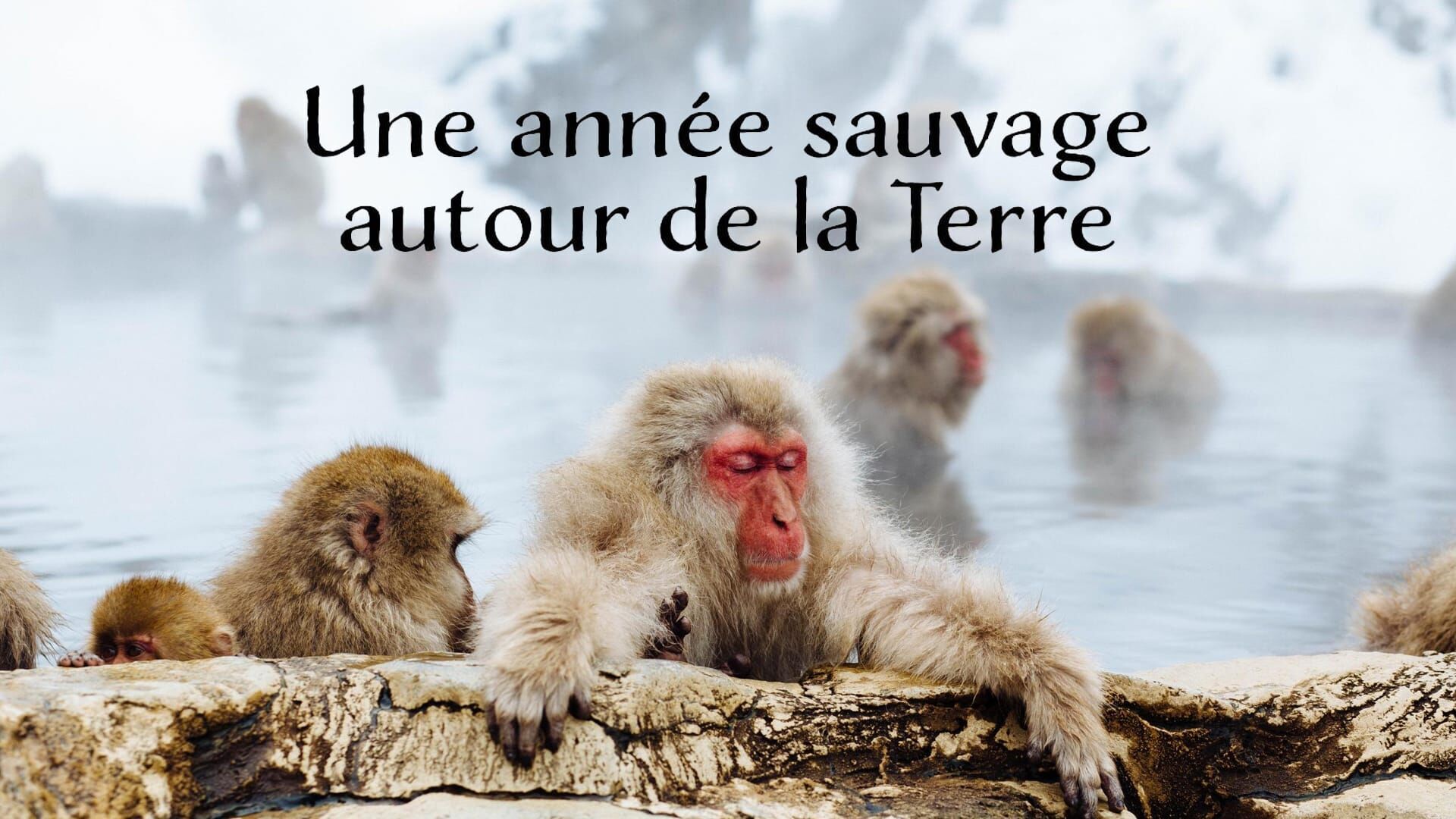 Vignette du programme télé Une année sauvage autour de la Terre