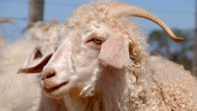 Vignette du programme télé GEO Reportage