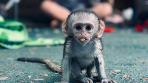 Vignette du programme télé SOS animaux orphelins (Des cornes et des piquants) S1 (13/13)