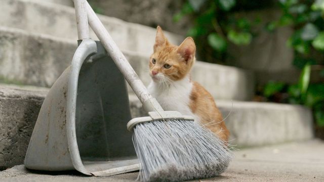 Vignette du programme télé Istanbul, la ville des chats