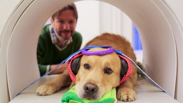 Vignette du programme télé Les chiens peuvent-ils parler ?