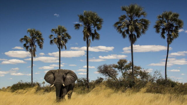 Vignette du programme télé Okavango, le fleuve-vie