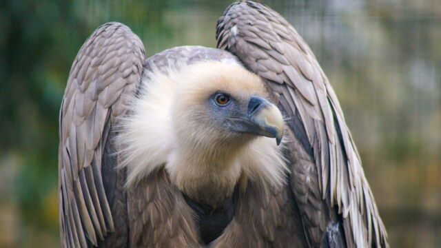Vignette du programme télé Zoo : le défi de demain