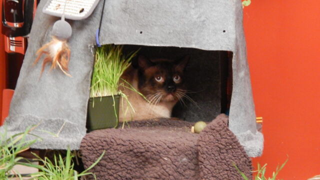 Vignette du programme télé Hell&#039;s Cats