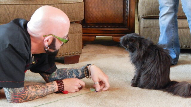 Vignette du programme télé Hell&#039;s Cats