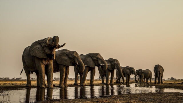 Vignette du programme télé Okavango, le fleuve-vie
