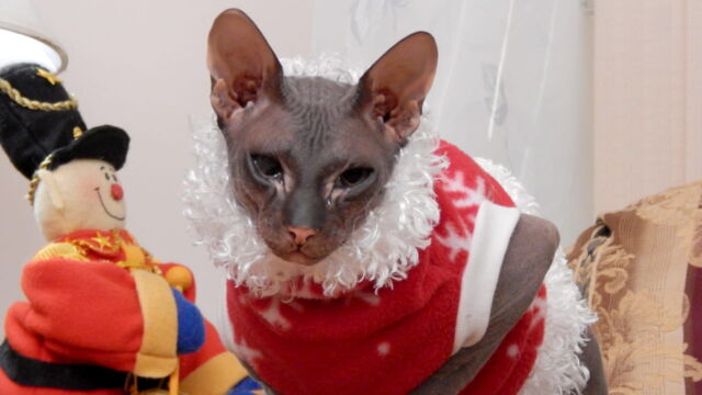 Vignette du programme télé Hell&#039;s Cats