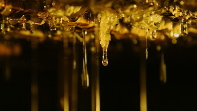 Vignette du programme télé Les maîtres des abeilles