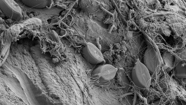 Vignette du programme télé Plastique et vie marine : Une cohabitation à la dérive