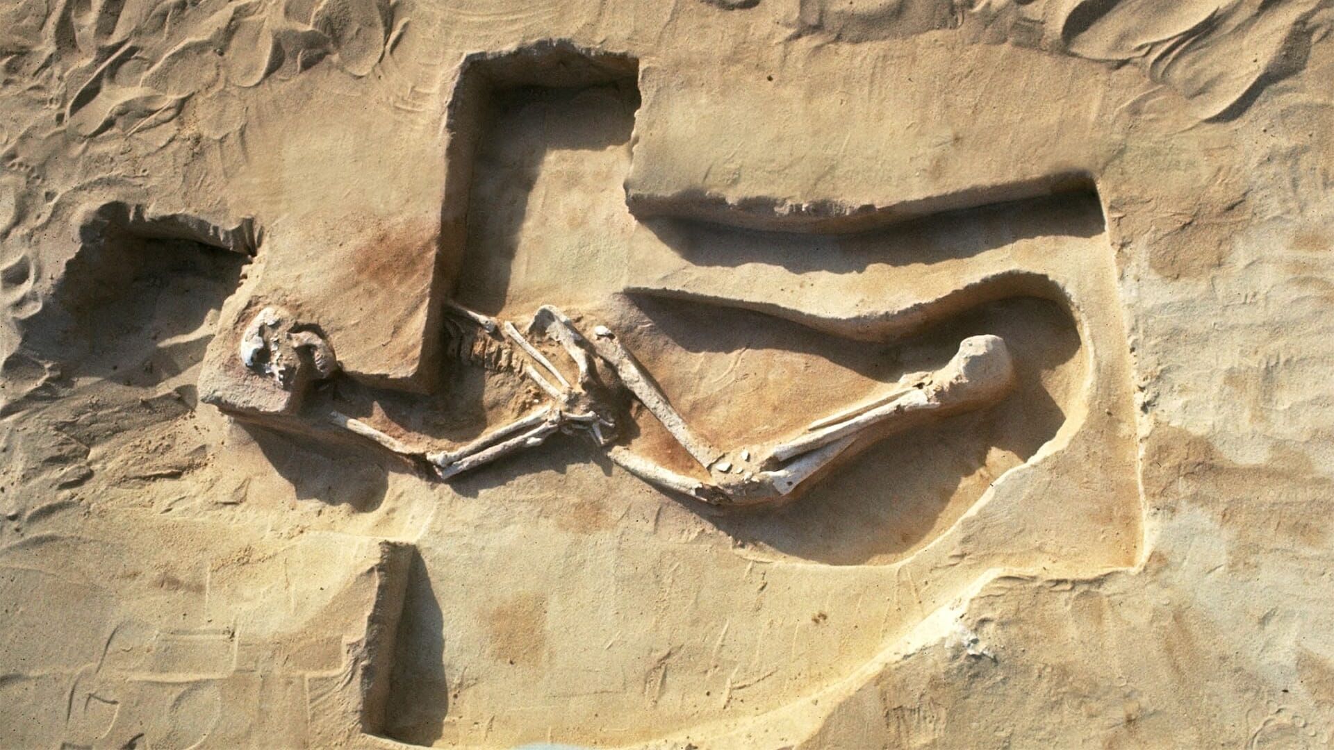 Vignette du programme télé Quand Homo sapiens peupla la planète