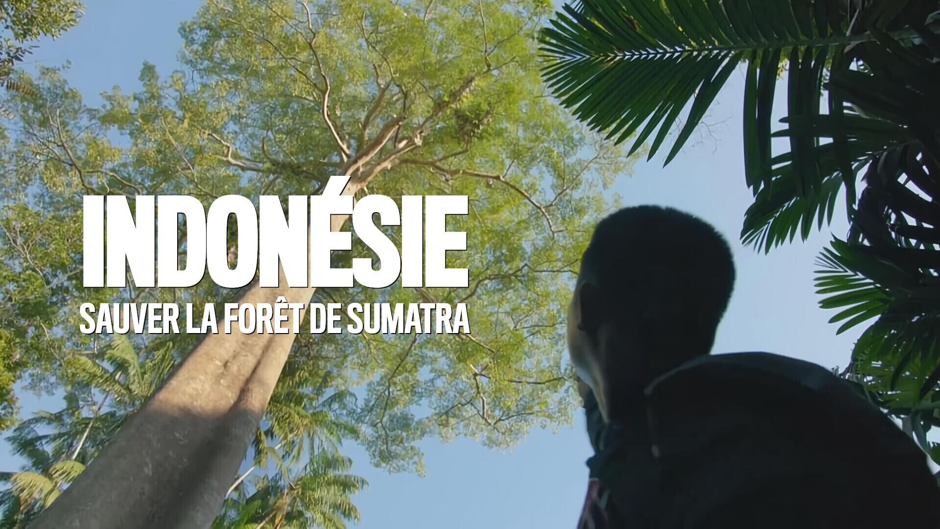 Vignette du programme télé Indonésie : Sauver la forêt de Sumatra