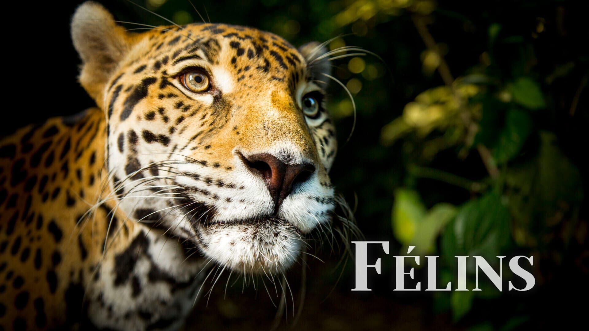 Vignette du programme télé Félins