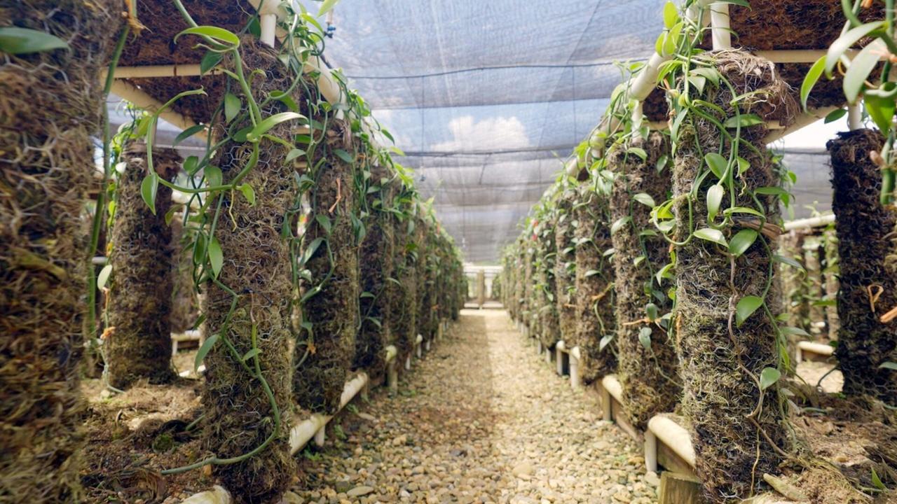 Vignette du programme télé Le Belize : Une terre nourricière à préserver