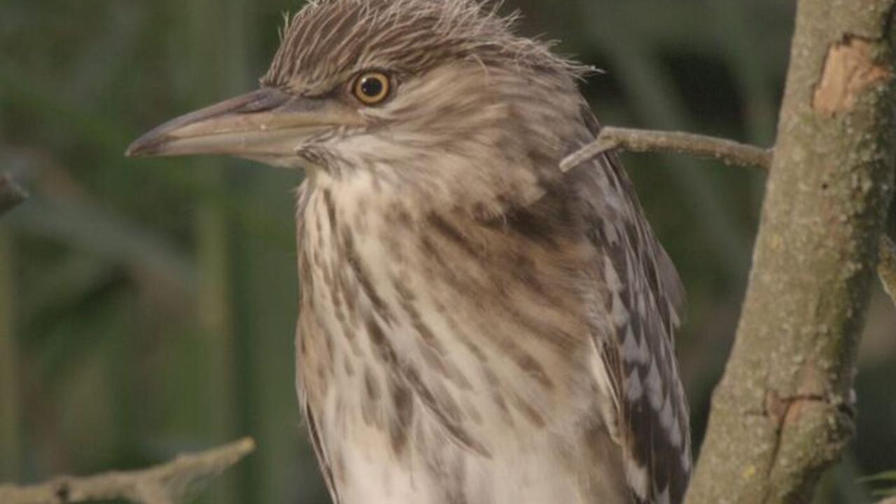 Vignette du programme télé Au coeur de l'Amazonie européenne