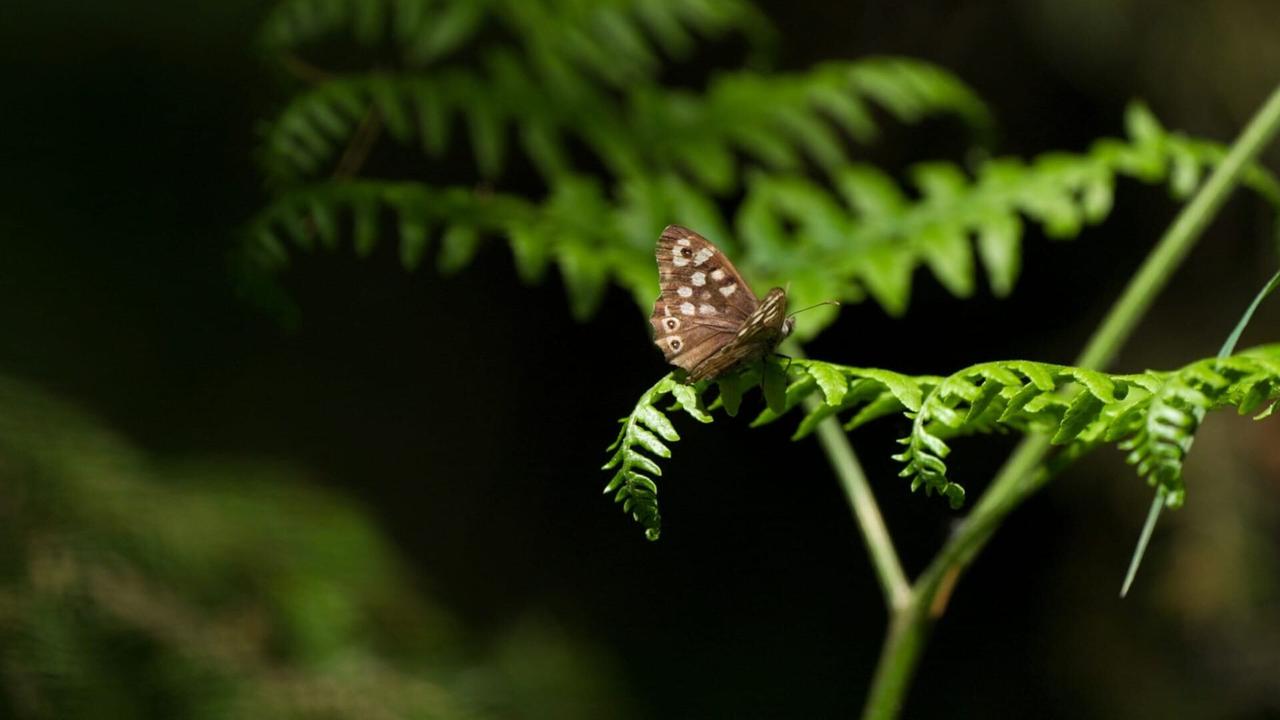 Vignette du programme télé Les papillons, ces super héros de la nature