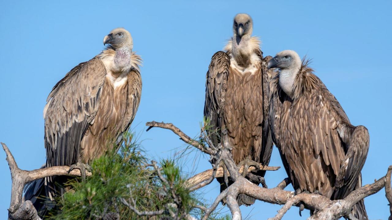 Vignette du programme télé Grèce, le royaume des rapaces