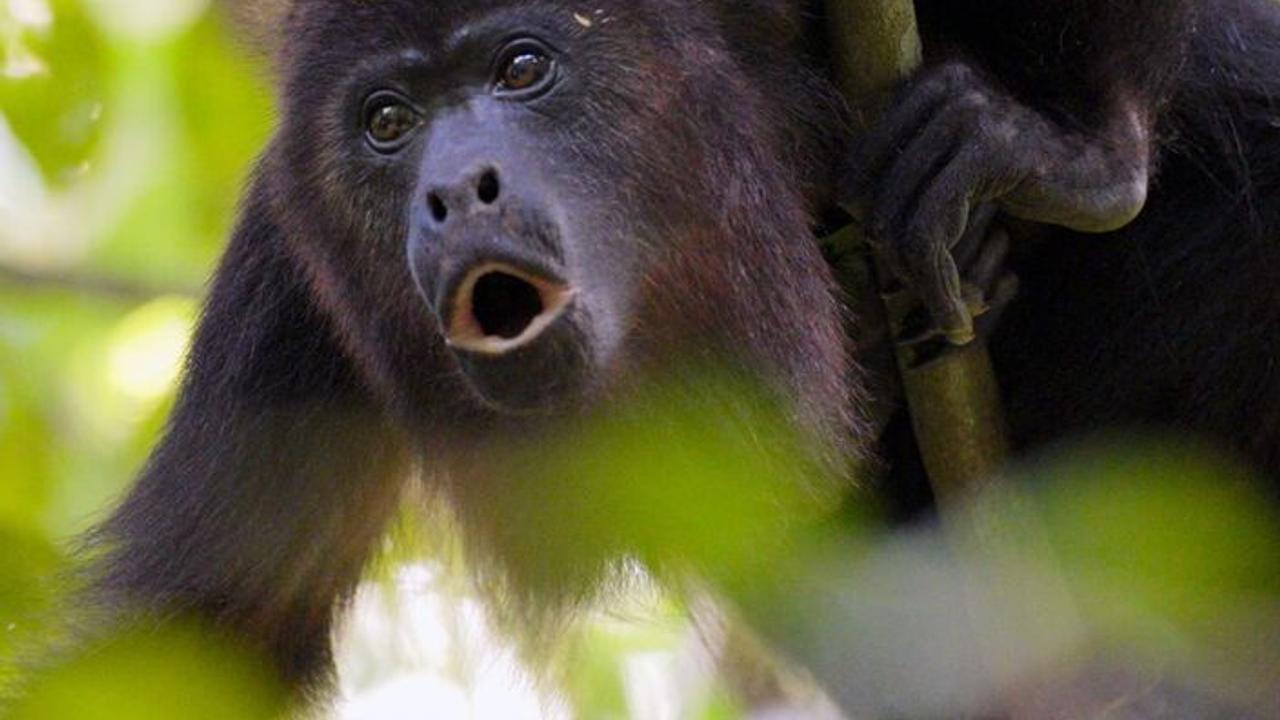 Vignette du programme télé Le Belize : Un paradis à préserver