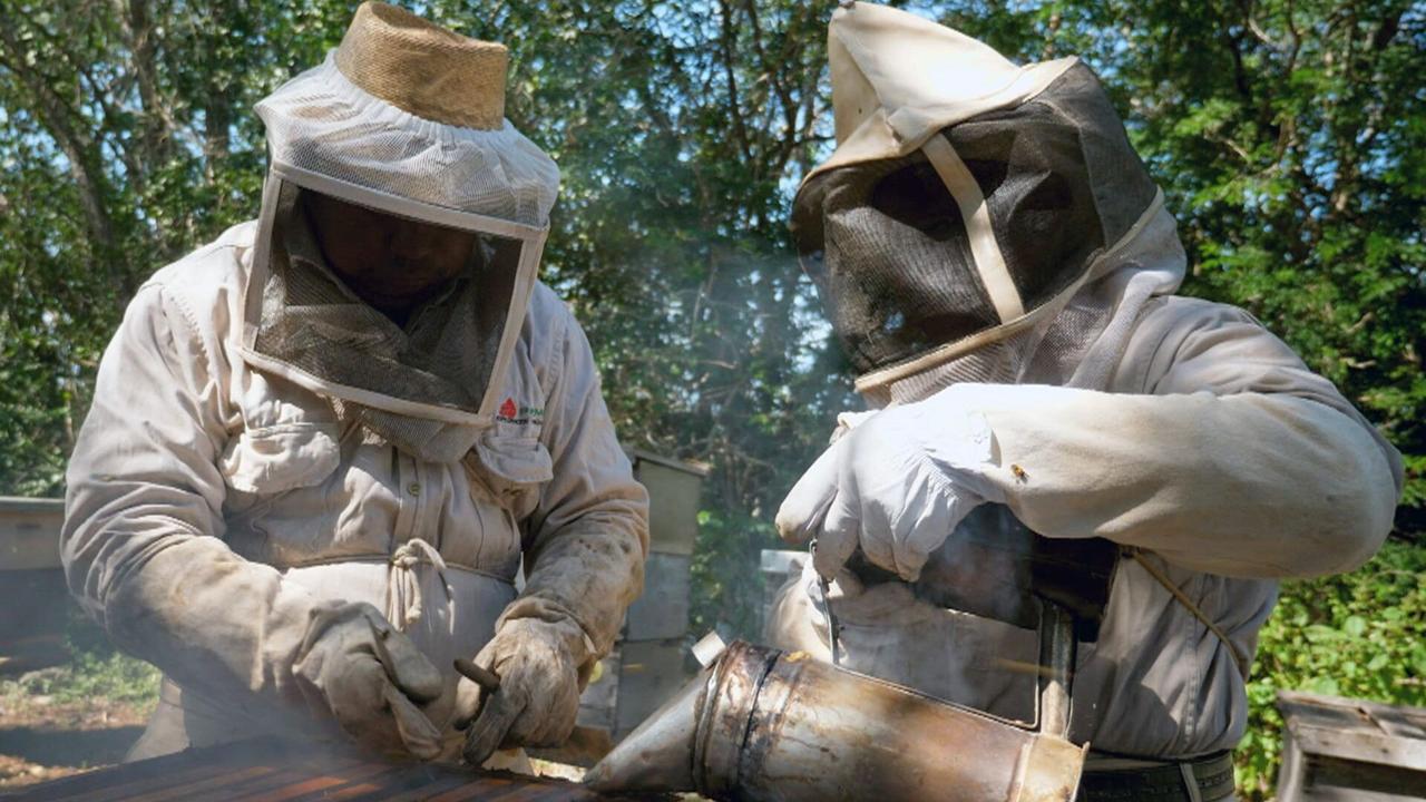 Vignette du programme télé Les maîtres des abeilles