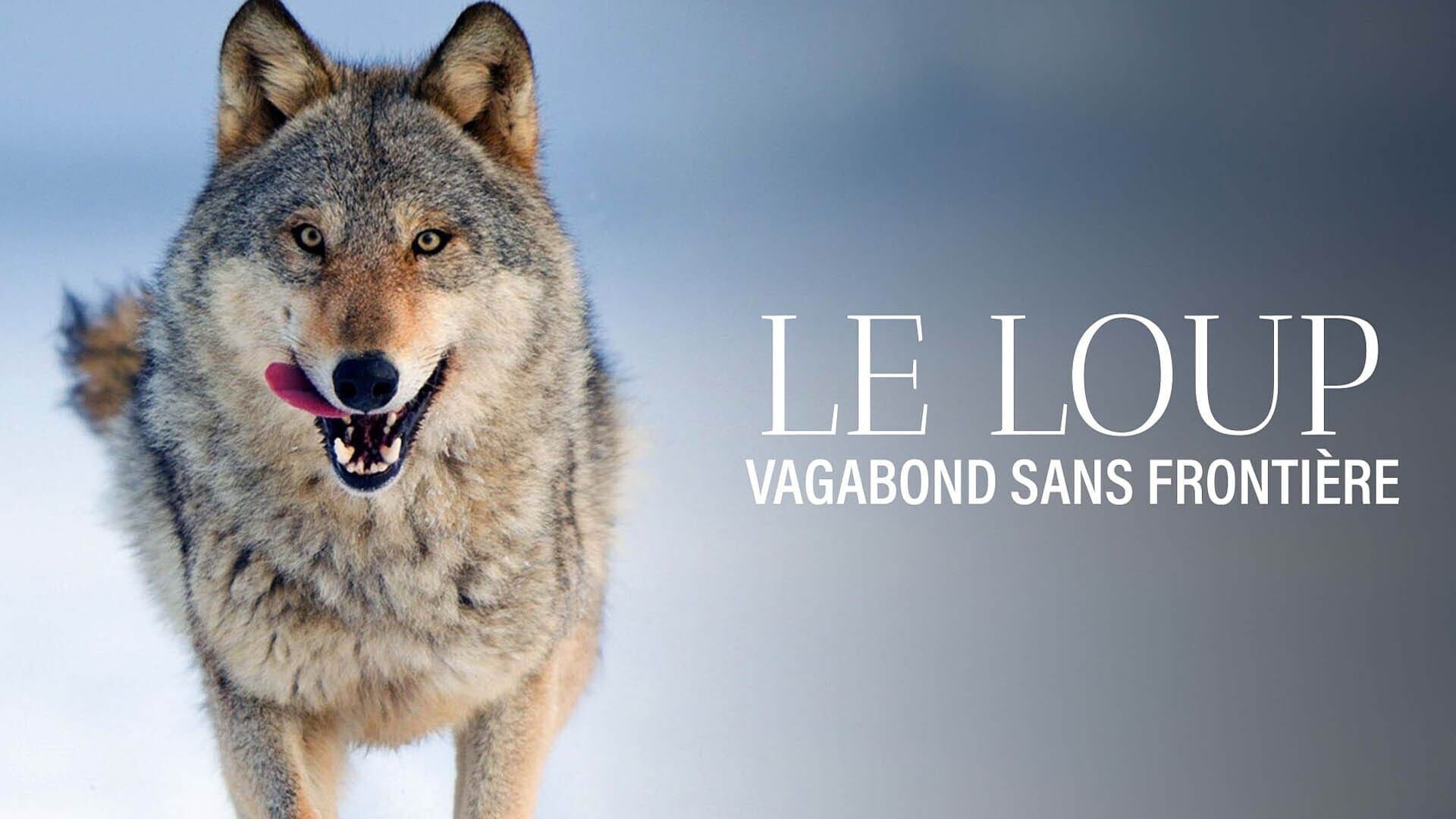 Vignette du programme télé Le loup, un vagabond sans frontière