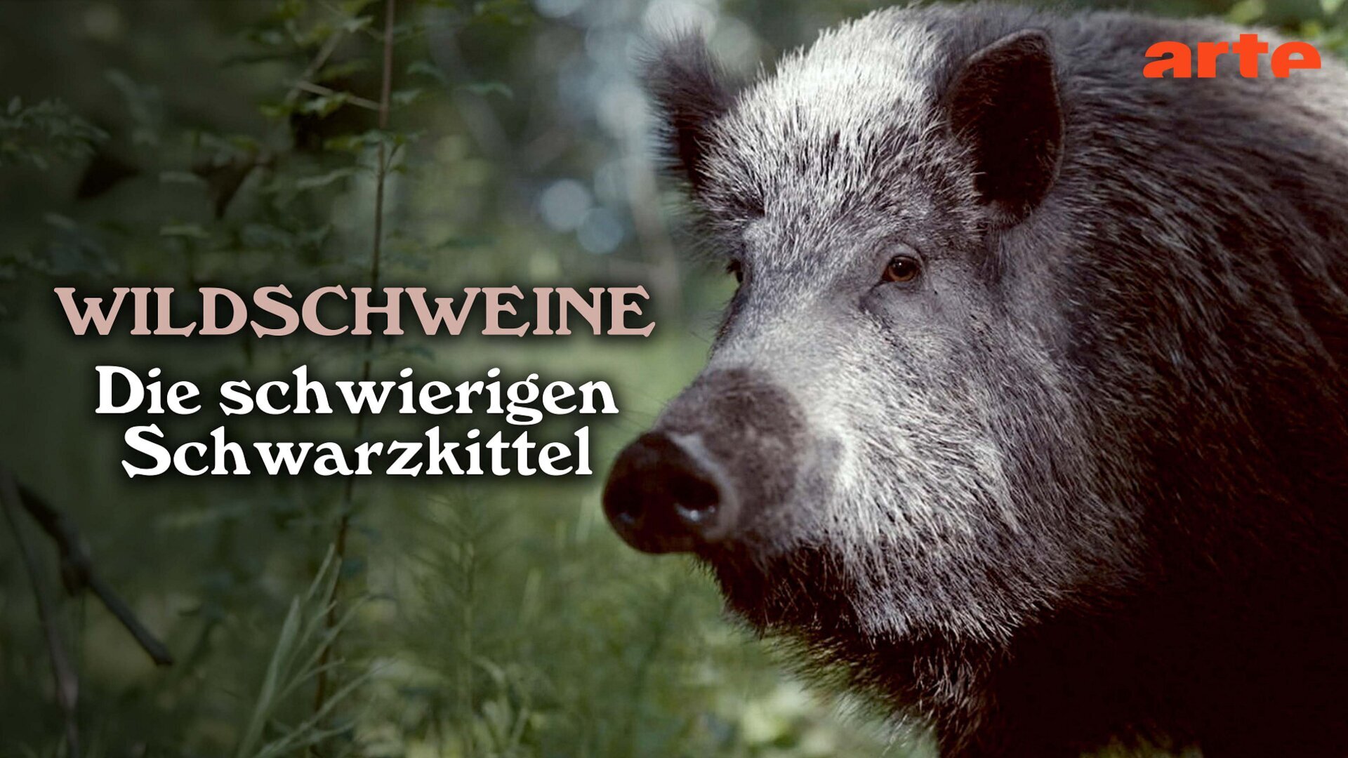 Vignette du programme télé Mondes sauvages