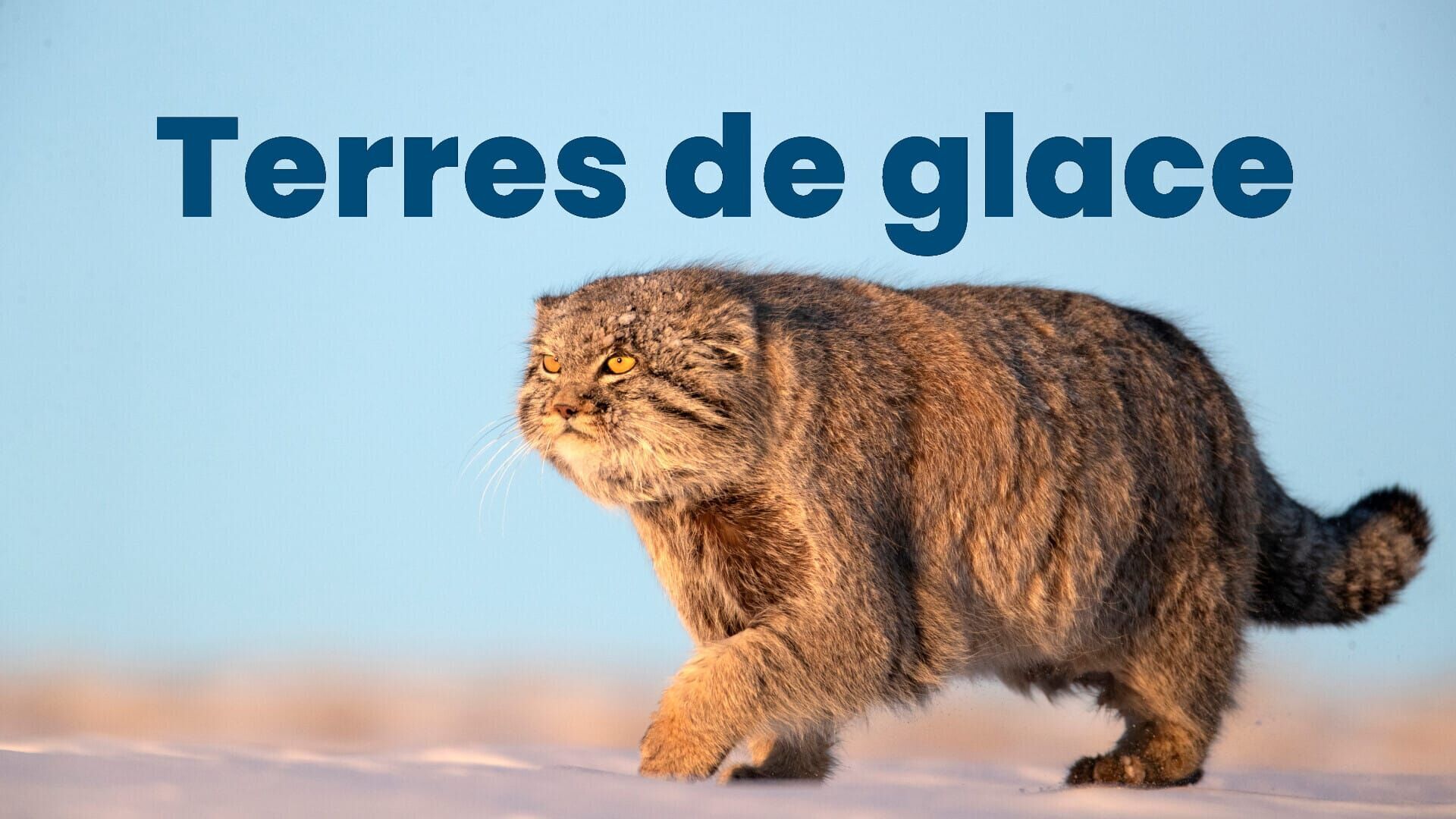 Vignette du programme télé Royaumes de glace