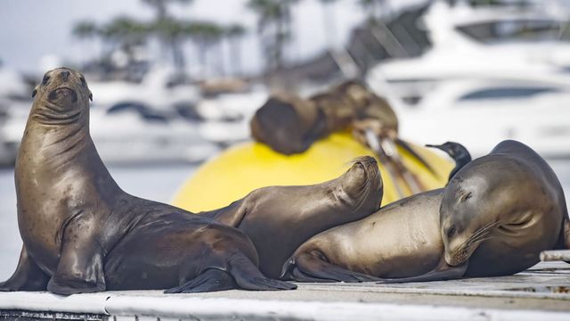 Vignette du programme télé San Diego sauvage