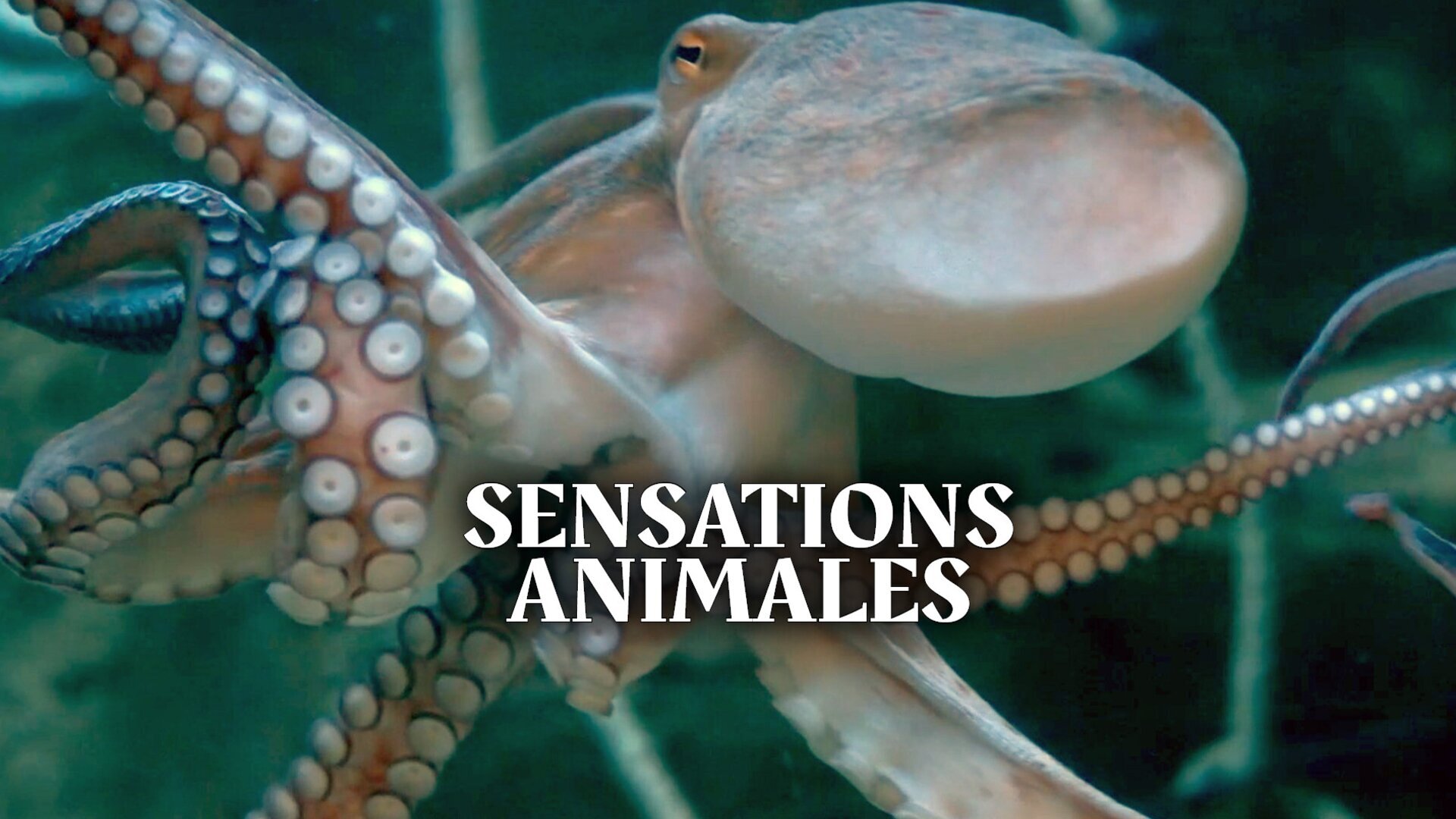 Vignette du programme télé Sensations animales