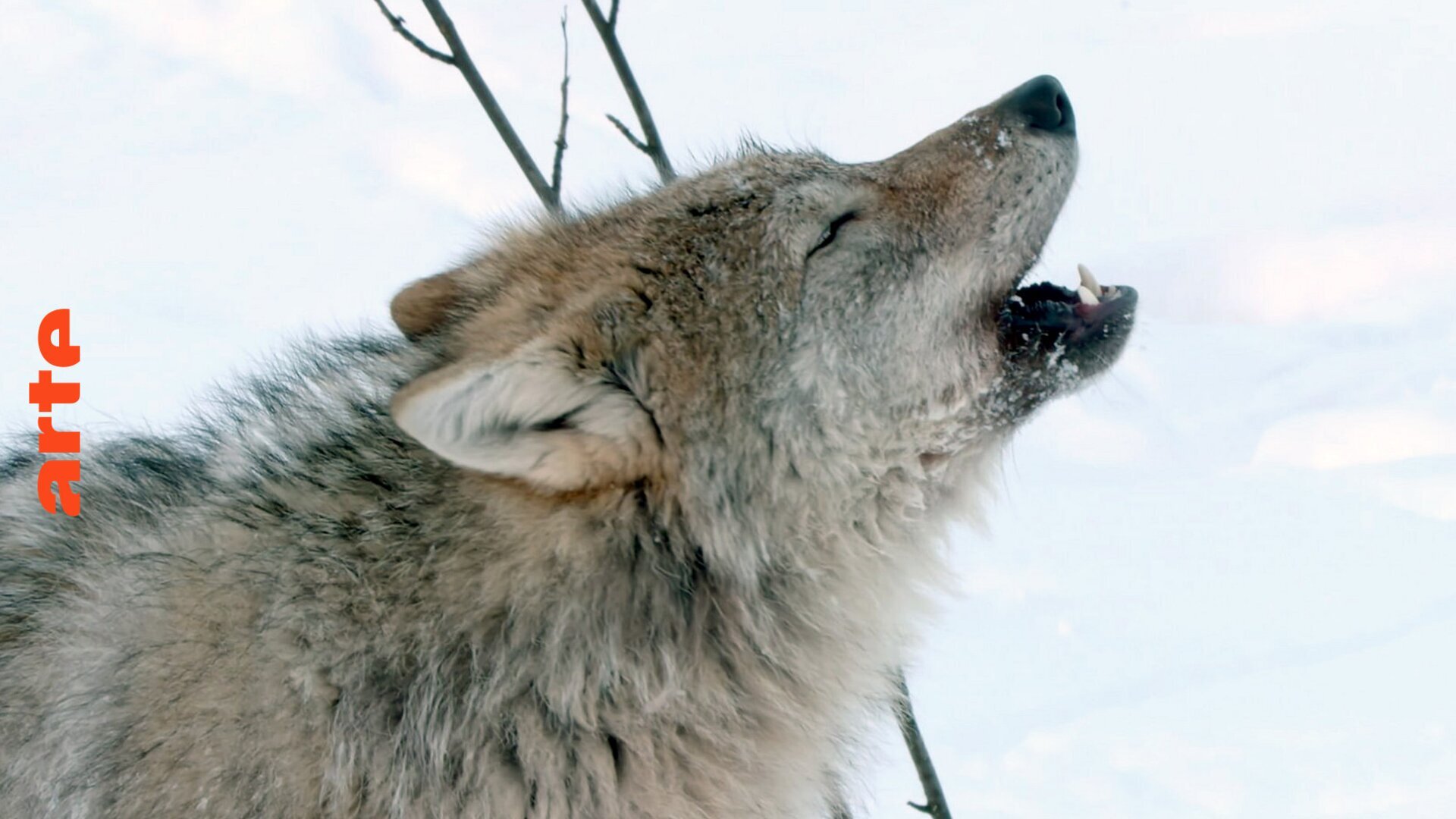 Vignette du programme télé Sensations animales