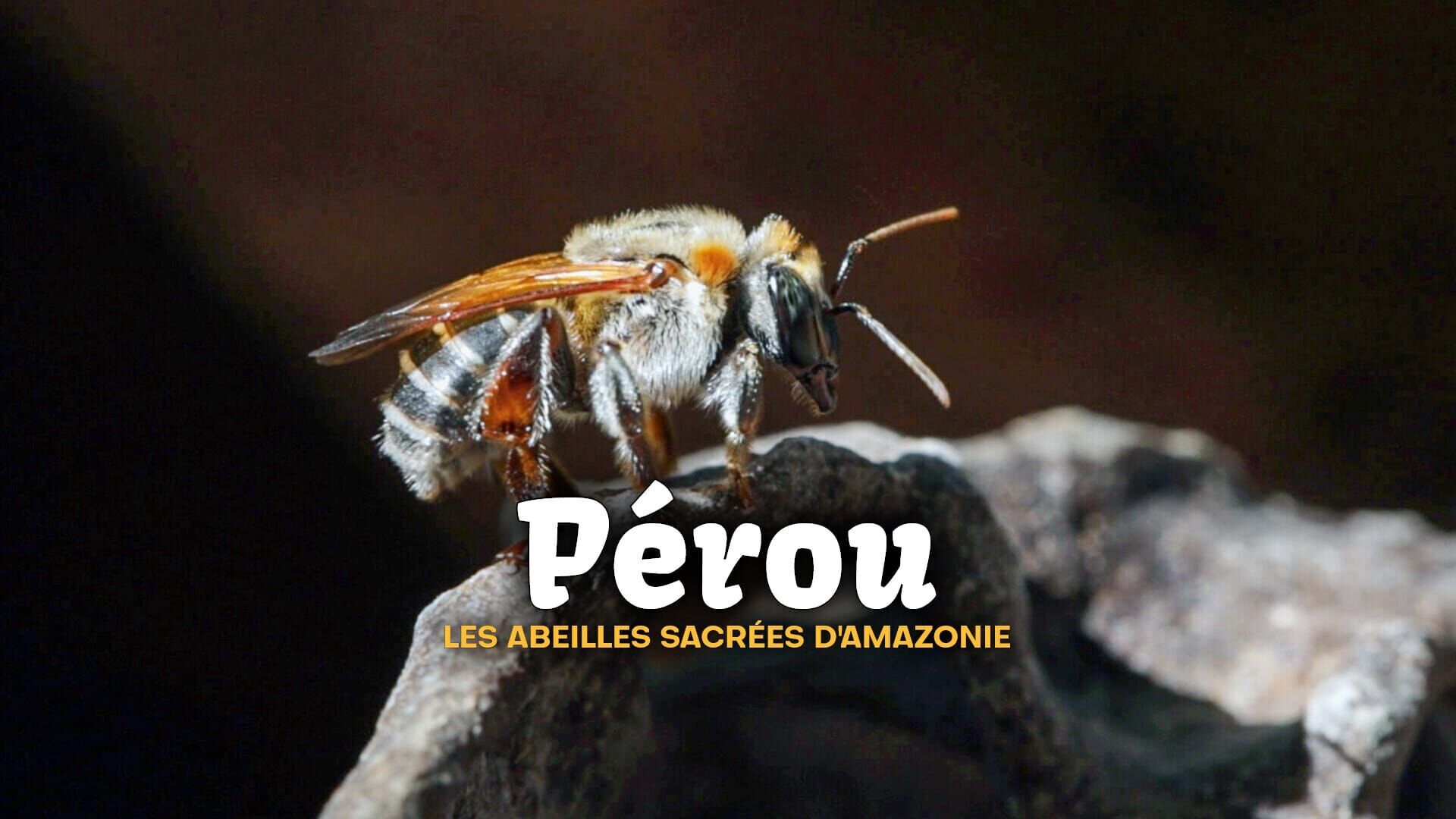 Vignette du programme télé Pérou, les abeilles sacrées d'Amazonie