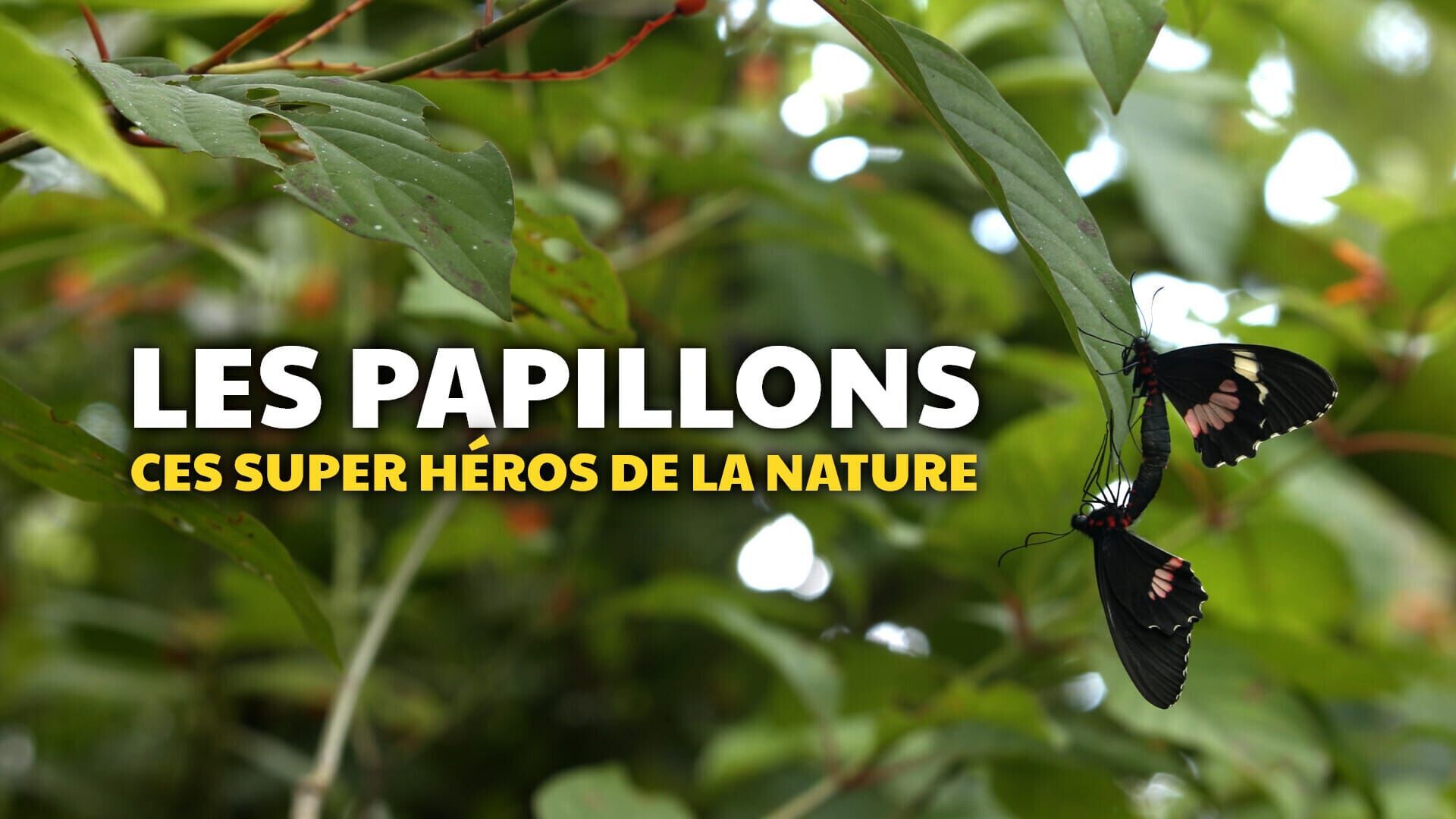Vignette du programme télé Les papillons, ces super héros de la nature