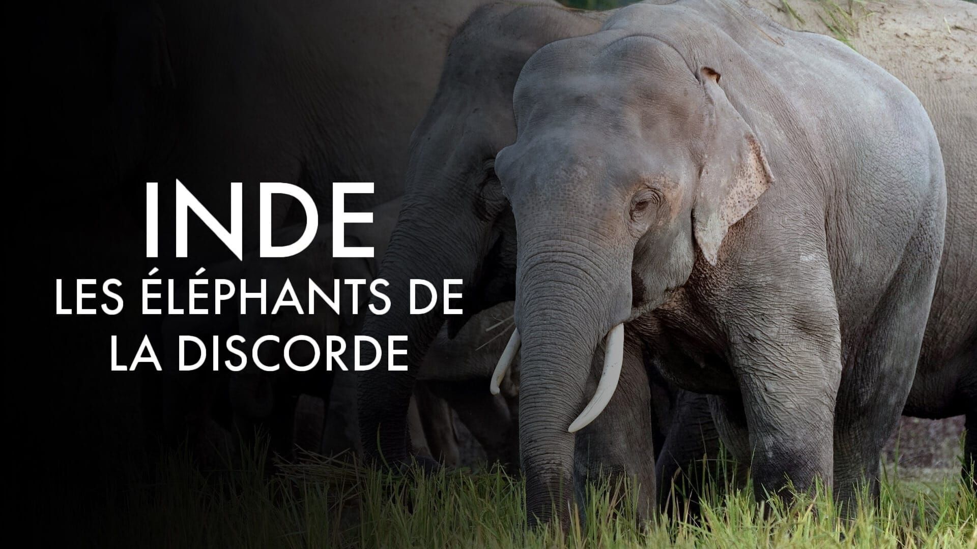 Vignette du programme télé Inde, les éléphants de la discorde