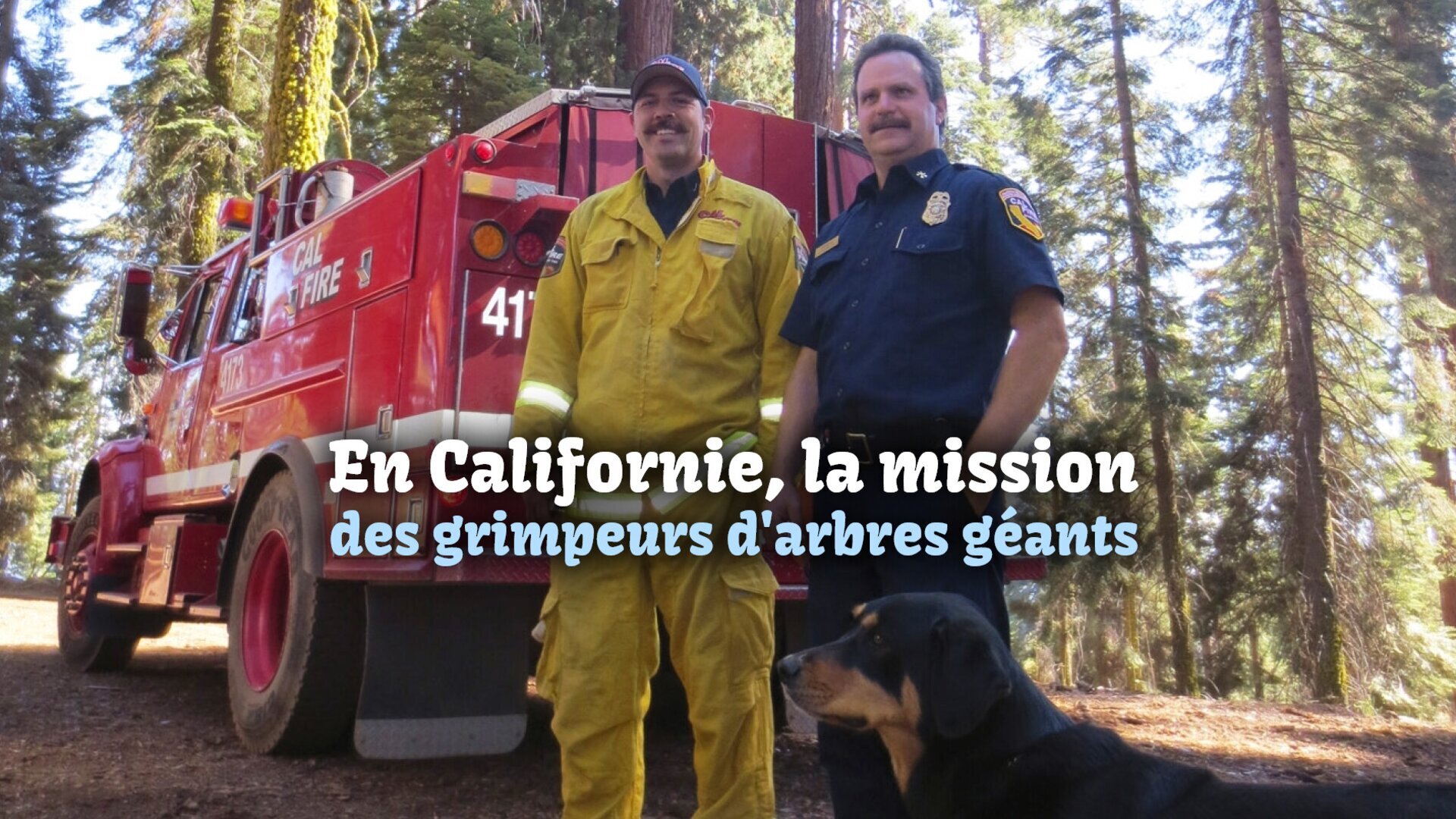 Vignette du programme télé En Californie, la mission des grimpeurs d'arbres géants