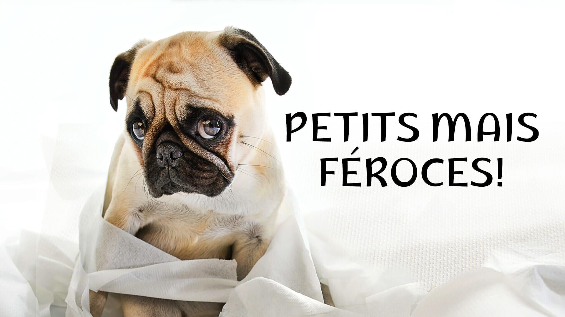 Vignette du programme télé Petits mais féroces!