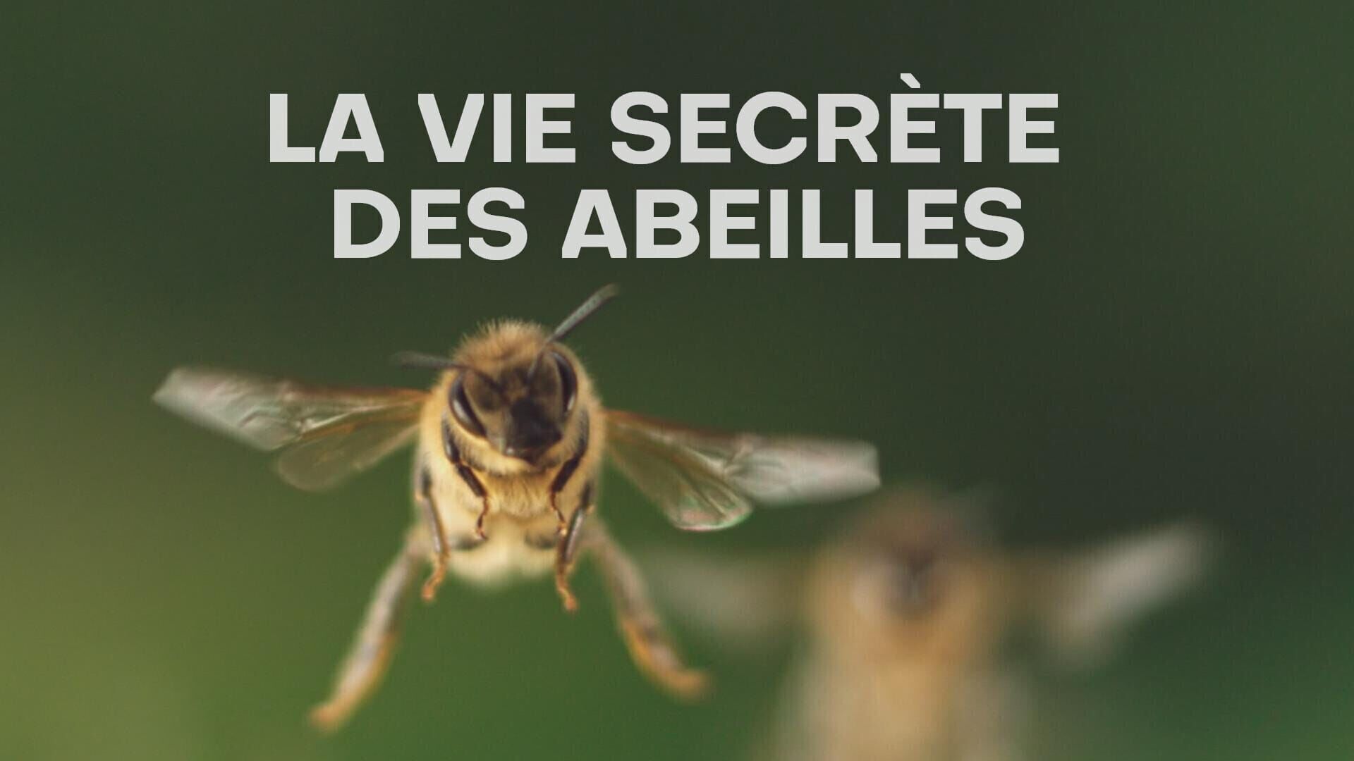 Vignette du programme télé La vie secrète des abeilles