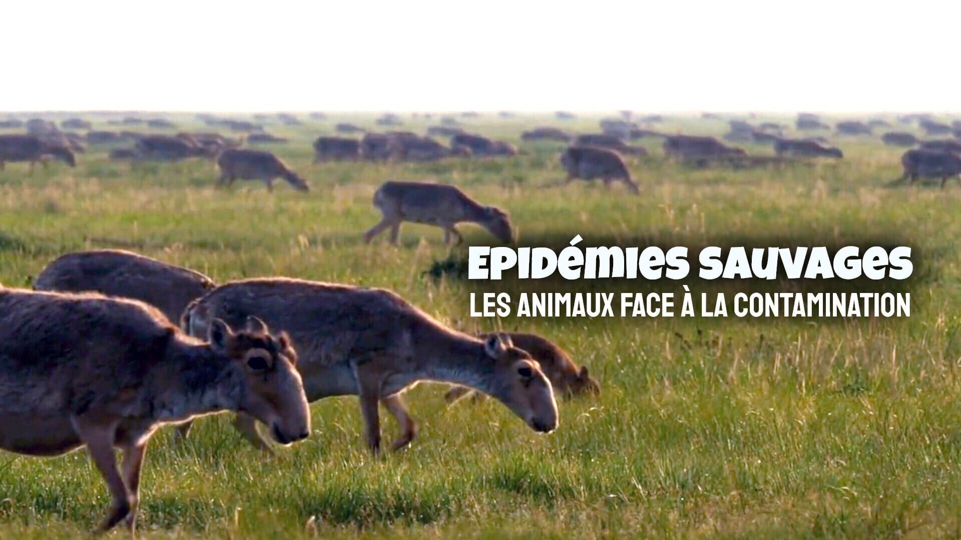 Vignette du programme télé Epidémies sauvages : Les animaux face à la contamination