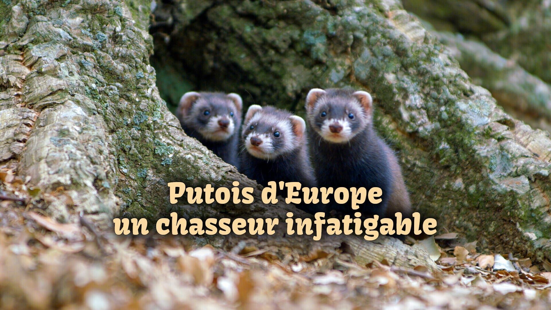 Vignette du programme télé Putois d'Europe, un chasseur infatigable