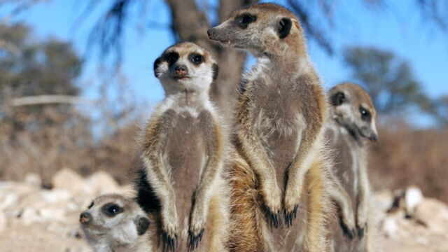 Vignette du programme télé Démocraties animales